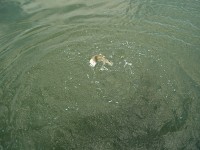 fish2 