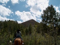 horse14