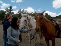 horse2 
