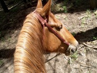 horse20 