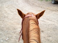 horse4