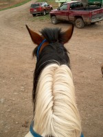 horse7