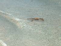 crab 
