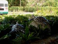 turtles